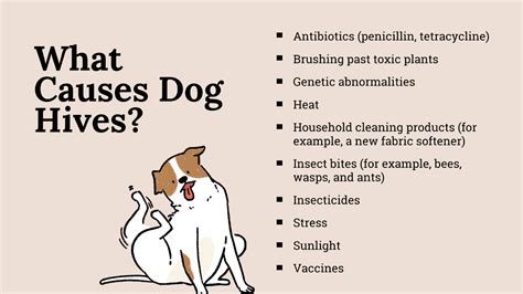 remedies  dog hives volhard dog nutrition
