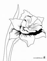 Jonquille Narzisse Coloriage Ausmalen Daffodil Orquideas Pintar Narciso Ausmalbilder Colorier Hellokids Ausmalbild Detailed Colorindo Rainbow Orchid Fleurs Blumen Sheets Drucken sketch template