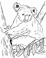 Koala Coloring Pages Bear Bears Cute Drawing Colouring Animals Print Getdrawings Wild Real Samanthasbell Popular Reference sketch template