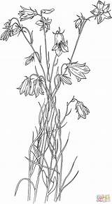 Coloring Bluebell Bellflower Flower Pages Drawing Flowers Bell Blue Campanula Supercoloring Bluebells Line Embroidery Colouring Printable Drawings Gif Tattoo Botanical sketch template