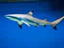 Image result for Blacktip Shark Identification. Size: 132 x 100. Source: www.proprofsflashcards.com