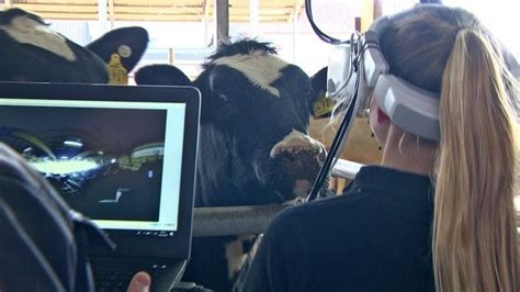 Look Through The Eyes Of A Cow With Virtual Reality Cowsignals®