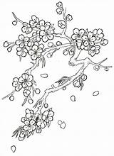 Blossoms Printable Outline Cerezo Cerezos Sketchite Flores Tekenen Giapponesi Bloemen Ciliegio Giapponese Potloodtekeningen Ausmalbilder Albero Tatuaggi Blumen Bezoeken Gemt Fra sketch template