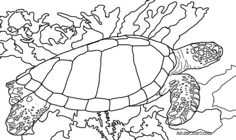 sea turtle coloring page  hawksbills