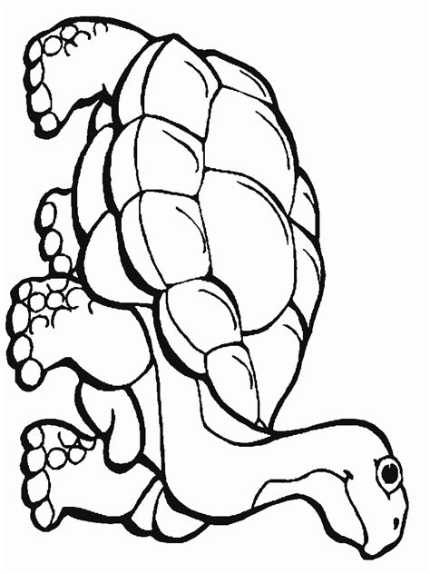 rainforest flowers coloring page  pinterest coloring home