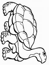 Coloring Pages Rainforest Reptile Animals Kids Reptiles Printable Flowers Animal Color Print Drawing Colouring Snake Clipartmag Amphibians Getcolorings Getdrawings Choose sketch template