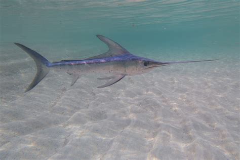 swordfish national maritime historical society