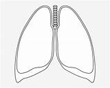 Lungs Clipart Pngkit sketch template
