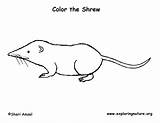Shrew Coloring Tailed Long Exploringnature sketch template