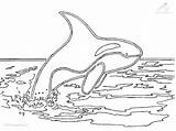 Wal Orca Malvorlagen Ausdrucken Orcas Kleurplaat Killer Whales Kleurplaten sketch template