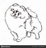 Pomeranian Drawing Dog Vector Getdrawings sketch template