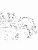 Coyote Coloring sketch template