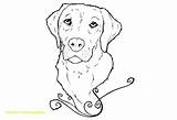 Lab Labrador Coloring Pages Yellow Drawing Retriever Puppy Golden Dog Chocolate Line Puppies Colouring Drawings Realistic Book Kids Print Color sketch template
