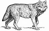 Coloring Wolf Wolves Print Pages Medium Para Ausmalbilder Lobo Kids Kostenlos Zum Real Lobos Malvorlagen Wild Desenhos sketch template