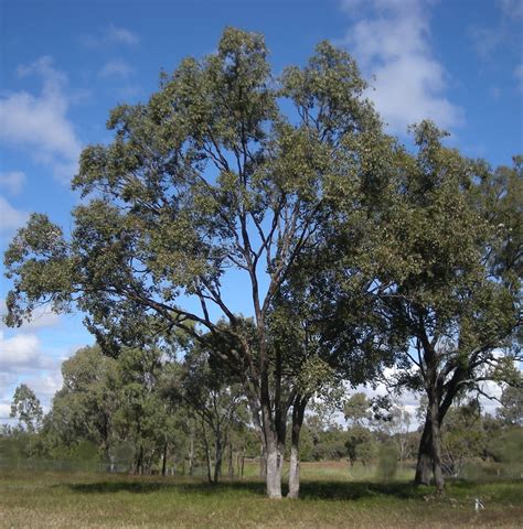 picture   day eucalyptus tree