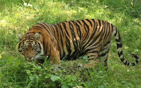 wild tiger population increases   time   years