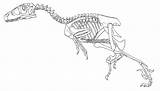 Skeleton Dinosaur Coloring Pages Deinonychus Printable Getcolorings Color Popular sketch template