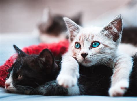 dit zijn leuke kattennamen voor een duo katten en kittens