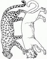 Gepard Ausmalbild sketch template