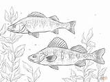 Ausmalbilder Walleye Perch Pages Supercoloring Ausmalbild Kostenlos sketch template