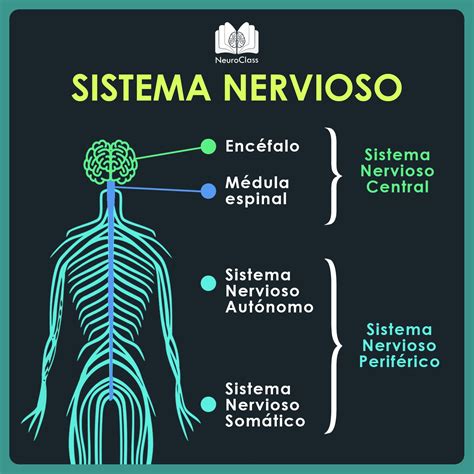 sistema nervioso lo   debes olvidar neuroclass
