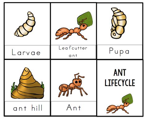 ant lifecycle printable  preschool printables