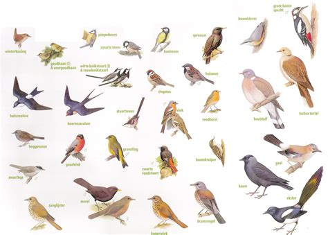 zoekkaart vogels leuk om te doen met kinderen vogels natuur vogels kijken
