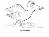 Coloring Canadian Pages Geese Goose Book Template sketch template