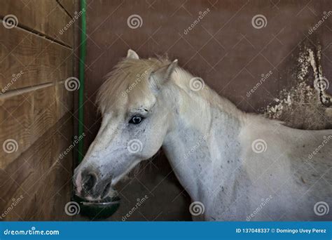 big pony stock image image  stable terra roadsnn