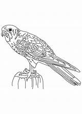 Falcon Marvel Template sketch template