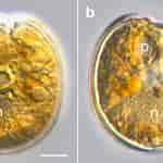 Afbeeldingsresultaten voor "prorocentrum Foraminosum". Grootte: 150 x 150. Bron: www.researchgate.net