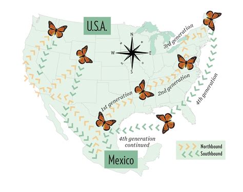 monarch migration map  track  epic journey birds  blooms