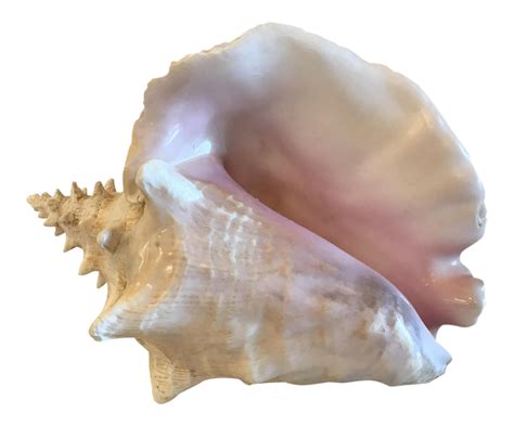 natural pink conch shell chairish