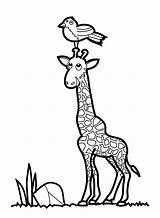 Giraffe Coloring Pages Kids Printable Drawing Baby Clipart Colouring Bird Color Print Ausmalbilder Drawings Giraffes Sheets Bestcoloringpagesforkids Head Malvorlagen Cartoon sketch template