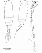 Afbeeldingsresultaten voor "Ctenocalanus Heronae". Grootte: 145 x 185. Bron: www.researchgate.net