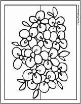 Flower Coloring Pages Flowers Bouquet Rose Printable Kids Color Drawing Pdf Print Sheets Tattoo Small Amy Getcolorings Miku Colorings Search sketch template