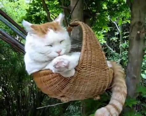 basket cat life  cats