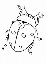 Kolorowanka Owady Biedronka Kolorowanki Malowanka Insect Beetles Owadami Ladybug Printcolorfun Druku Bestcoloringpagesforkids Owada sketch template