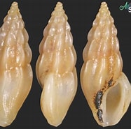 Image result for Haedropleura septangularis. Size: 187 x 185. Source: allspira.com