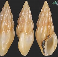Afbeeldingsresultaten voor Haedropleura septangularis. Grootte: 190 x 185. Bron: allspira.com
