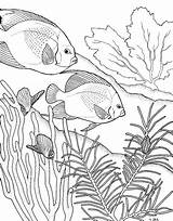 Coral Reef Coloring Pages Drawing Fish Ocean Adult Color Great Kids Drawings Colouring Printable Outline Sea Reefs Simple Books Underwater sketch template