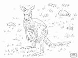 Kangaroo Outline Getdrawings Drawing sketch template