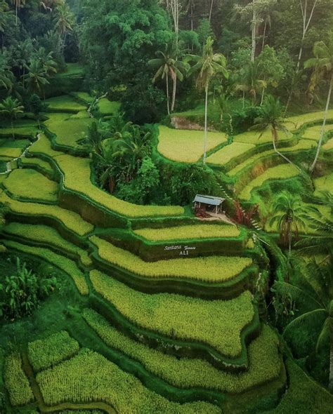 Rice Fields In Ubud Bali M Indonesia Bali Travel Photography Bali