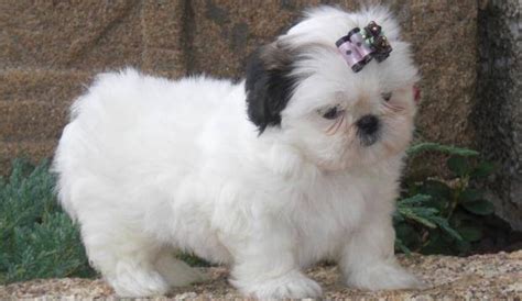 beautiful imperial shih tzu puppies  adoption