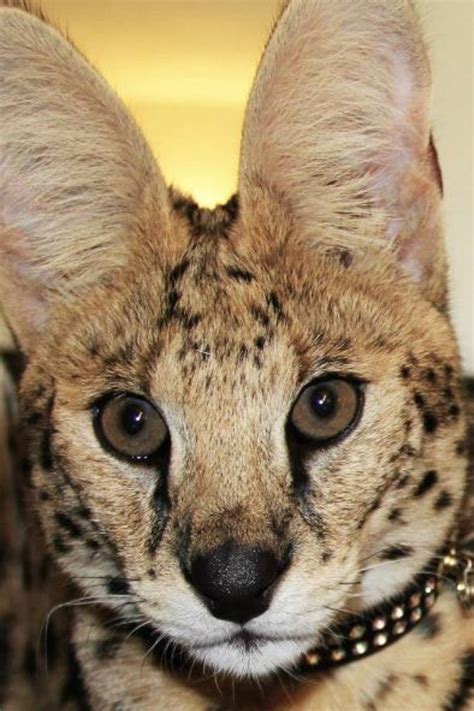Zeus My African Serval African Serval Cat Serval Cats