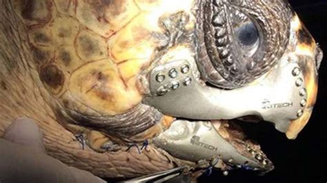 turtle receives 3d printed jaw and can eat again conscious life news