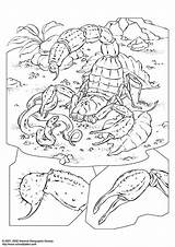 Schorpioen Skorpion Kleurplaat Scorpione Malvorlage Scorpion Schulbilder Educolor Schoolplaten Herunterladen sketch template