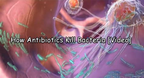 antibiotics kill bacteria video usmle materials updated usmle