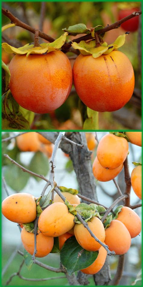 plant  grow persimmon growing persimmons  seed