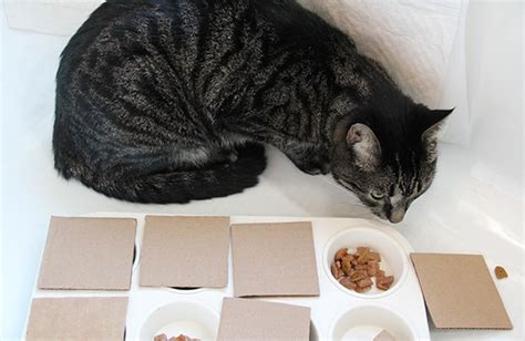Diy Food Puzzles For Cats Bechewy